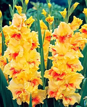 Гладиолус Джестер 12/14 1шт (КолЛайн) 7шт/уп