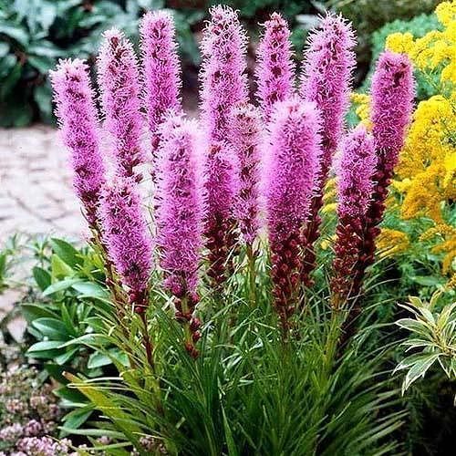 Лиатрис Флористан Виолетт 1шт (КолЛайн) 5шт/уп