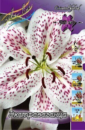 Лилия Экстраваганца 12/14 1шт (КолЛайн) 2шт/уп