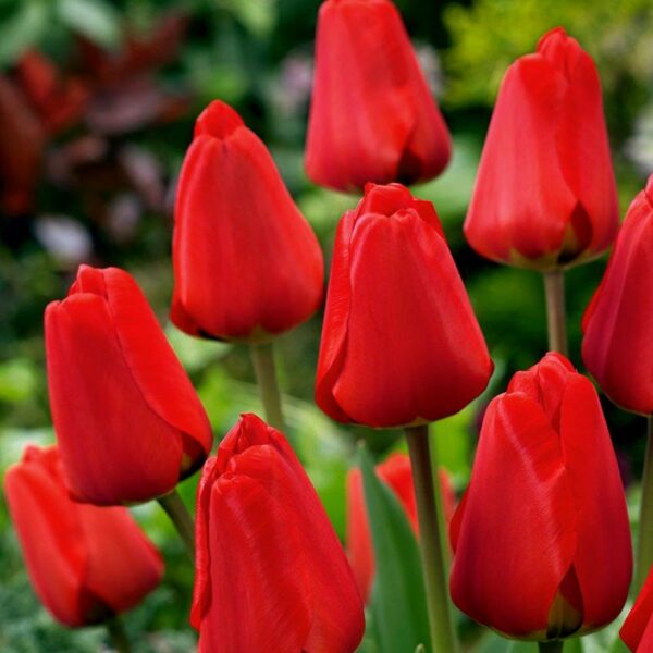 Тюльпан Апельдоорн 1шт (КолЛайн) 3шт/уп