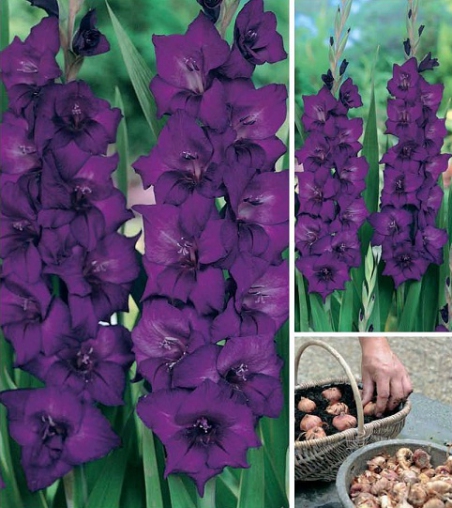 Гладиолус Пепл Флора 12/14 1шт (НК) 5шт/уп 