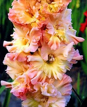 Гладиолус Зе Грэйт Куин Элизабет 10/12 1шт (КолЛайн) 8шт/уп