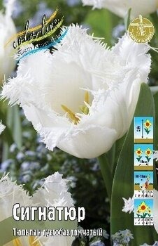 Тюльпан Сигнатюр 1шт (КолЛайн) 7шт/уп бахромчатый