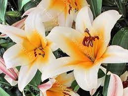 Лилия Хай Ти 12/14 1шт (КолЛайн) 5шт/уп