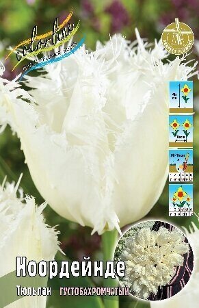 Тюльпан Ноордейнде 1шт (КолЛайн) 3шт/уп 