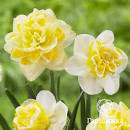 Нарцисс Свит Помпонетт 12/14 1шт (КолЛайн) 5шт/уп