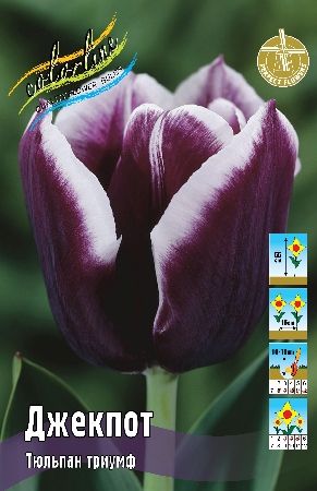 Тюльпан Джекпот 11/12 1шт (КолЛайн) 3шт/уп .