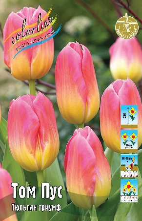 Тюльпан Том Пус 1шт (КолЛайн) 3шт/уп
