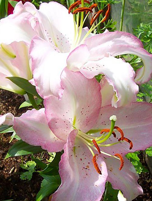 Лилия Бразилия 16/18 1шт (Садовита) 3шт/уп