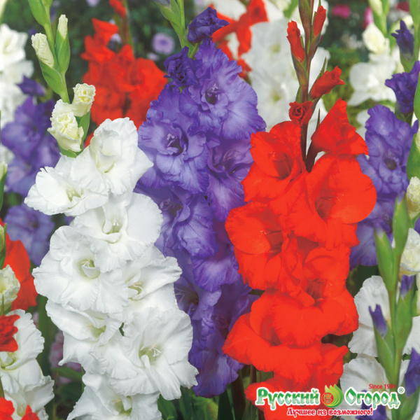 Гладиолус Триколор 14/+ 1шт (НК) 5шт/уп