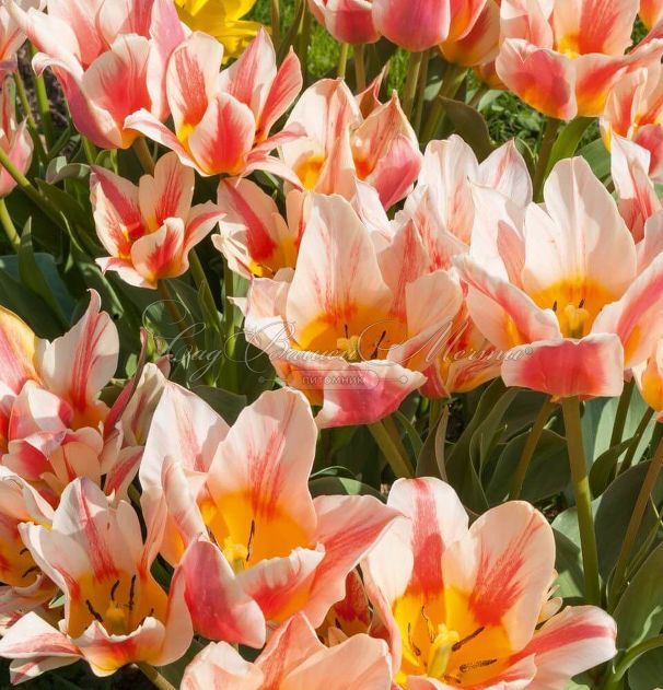 Тюльпан Квебек 11/12 1шт (Садовита) 8шт/уп