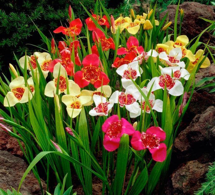 Тигридия Смесь 7/9 1шт (КолЛайн) 10шт/уп