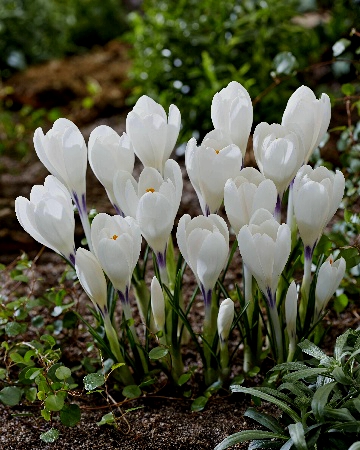 Крокус Айс Куин 6/+ 1шт (КолЛайн) 10шт/уп