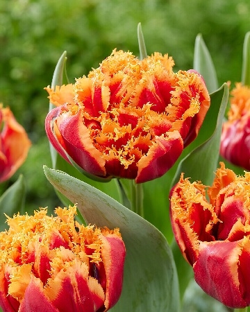 Тюльпан Дредлок Холидей 1шт (КолЛайн) 7шт/уп