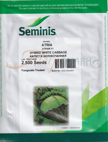 Капуста Атрия F1 2500шт (Seminis) позднеспелая