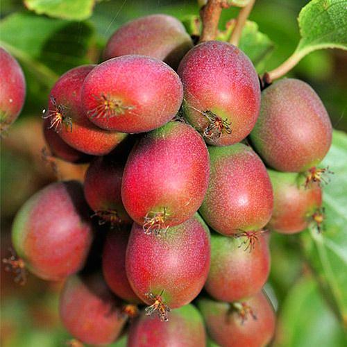 Актинидия Ананасная Аргута 1шт (КолЛайн)