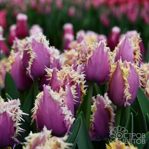 Тюльпан Кранчи Кьюминс 1шт (КолЛайн) 7шт/уп