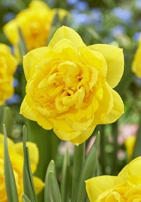 Нарцисс Хендра12/14 1шт (КолЛайн) 5шт/уп