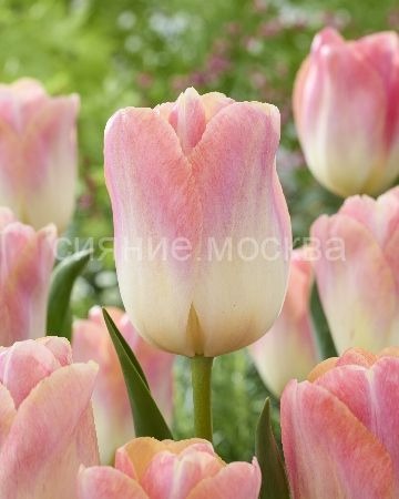 Тюльпан Кунюн 11/12  1шт (КолЛайн) 7шт/уп