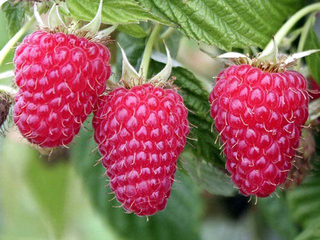 Малина Туламин 1шт (КолЛайн)