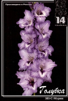 Гладиолус Голубка 10/12 1шт (НК) 5шт/уп