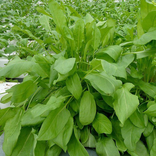 Щавель Крупнолистный 1кг (ПрСидс)