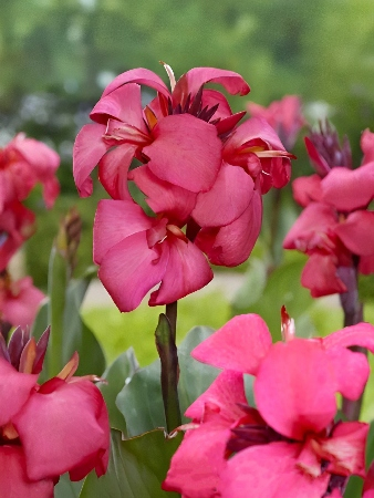 Канна Шайнинг Пинк 1шт (КолЛайн)