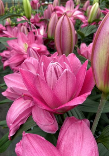 Лилия Льюис 14/16 1шт (КолЛайн) 2шт/уп