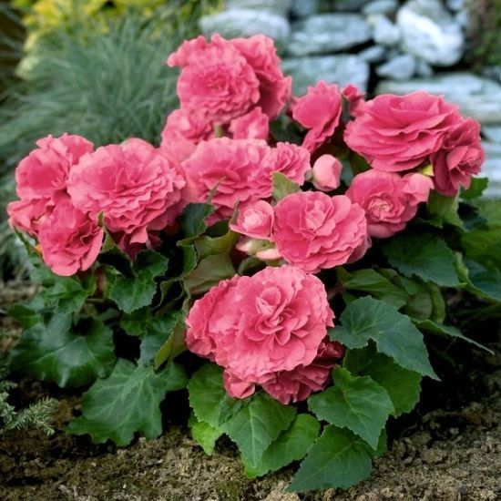 Бегония Нон стоп Розовая 1шт (КолЛайн)