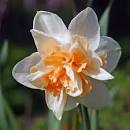 Нарцисс Сан Катчерс 1шт (КолЛайн) 5шт/уп