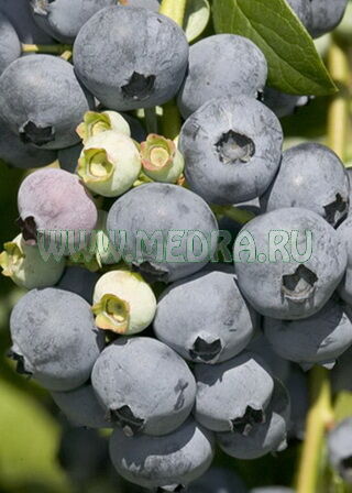 Голубика Эрлиблю 1шт (КолЛайн)