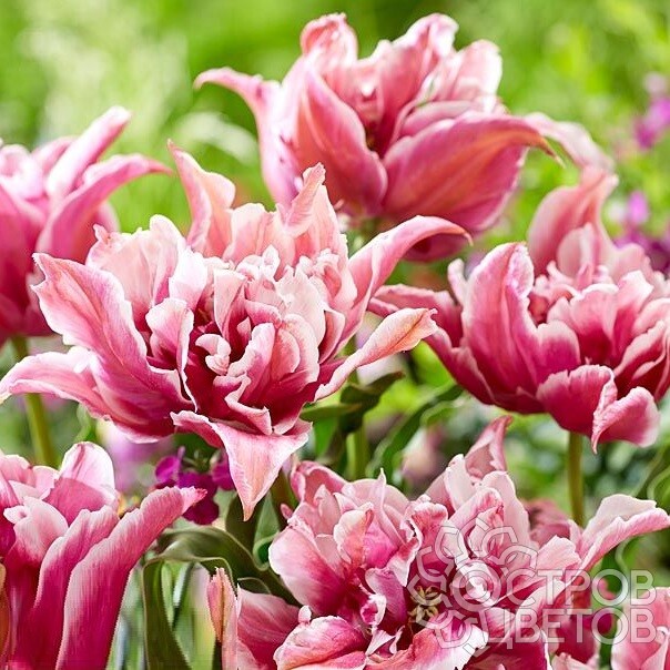 Тюльпан Баллада Экзотик 1шт (КолЛайн) 2шт/уп