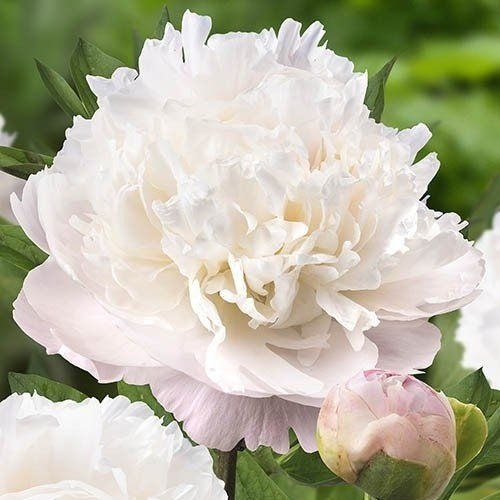 Пион Мун Овер Баррингтон 1шт (КолЛайн)