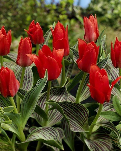 Тюльпан Али Баба 1шт (КолЛайн) 10шт/уп