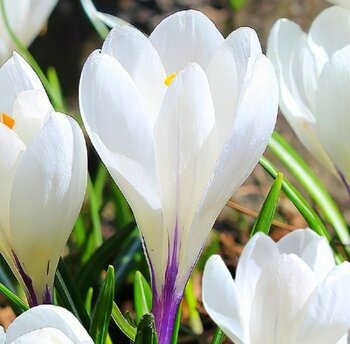 Крокус Айс Куин 7/8 1шт (Садовита) 10шт/уп