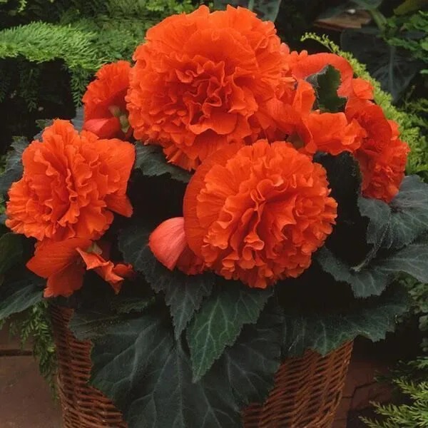 Бегония Раффлд Оранж 1шт (КолЛайн) 2шт/уп