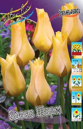 Тюльпан Бронз Шарм 1шт (КолЛайн) 10шт/уп