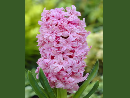 Гиацинт Розетте 14/15 1шт (КолЛайн) 2шт/уп 