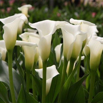 Калла Кристал Клиэр 1шт КолЛайн (2шт/уп)