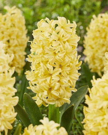 Гиацинт Голден Краун 14/15 1шт (КолЛайн)