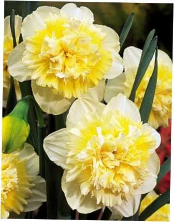 Нарцисс Айс Кинг 12/14 1шт (КолЛайн) 2шт/уп