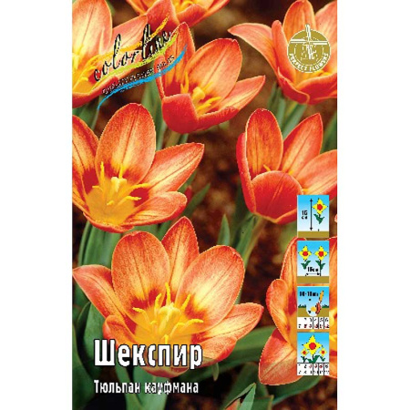 Тюльпан Шекспир 1шт (КолЛайн) 10шт/уп 