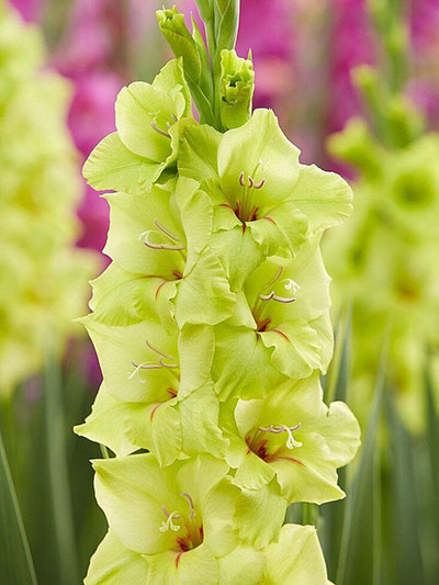 Гладиолус Мисс Грин 10/12 1шт (КолЛайн) 8шт/уп