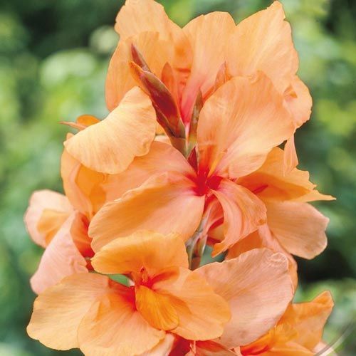 Канна Априкот Дрим 1шт (КолЛайн) 