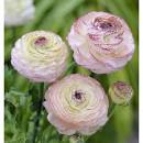 Ранункулюс Пикоти Розовый 1шт (Садовита) 10шт/уп