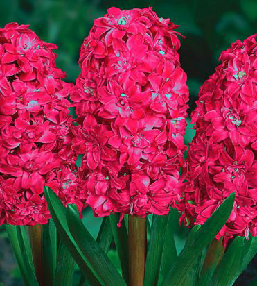 Гиацинт Ред Диамонд 14/15 1шт (КолЛайн) 2шт/уп бордовый