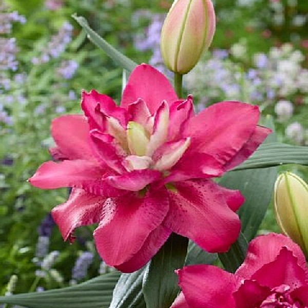 Лилия Джамала 12/14 1шт (КолЛайн)