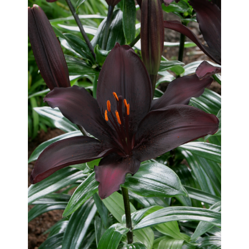 Лилия Блэклист 12/14 1шт (КолЛайн) 2шт/уп