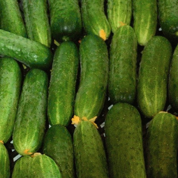 Огурец Маша F1 1000шт (Seminis)