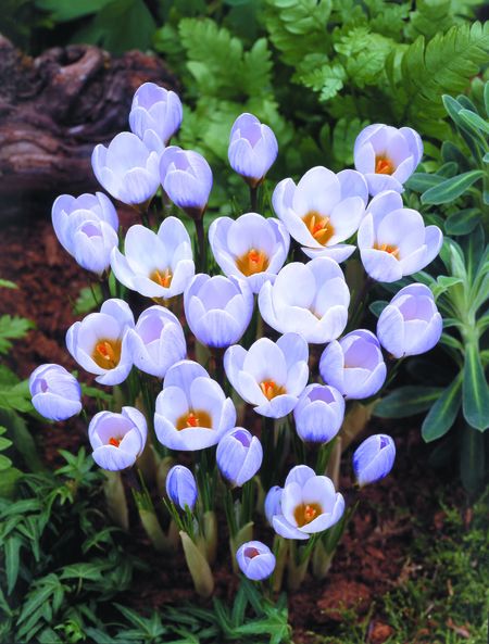 Крокус Блю Перл 1шт (КолЛайн) 10шт/уп